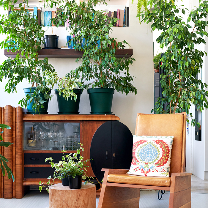 The Health Benefits of Indoor Plants