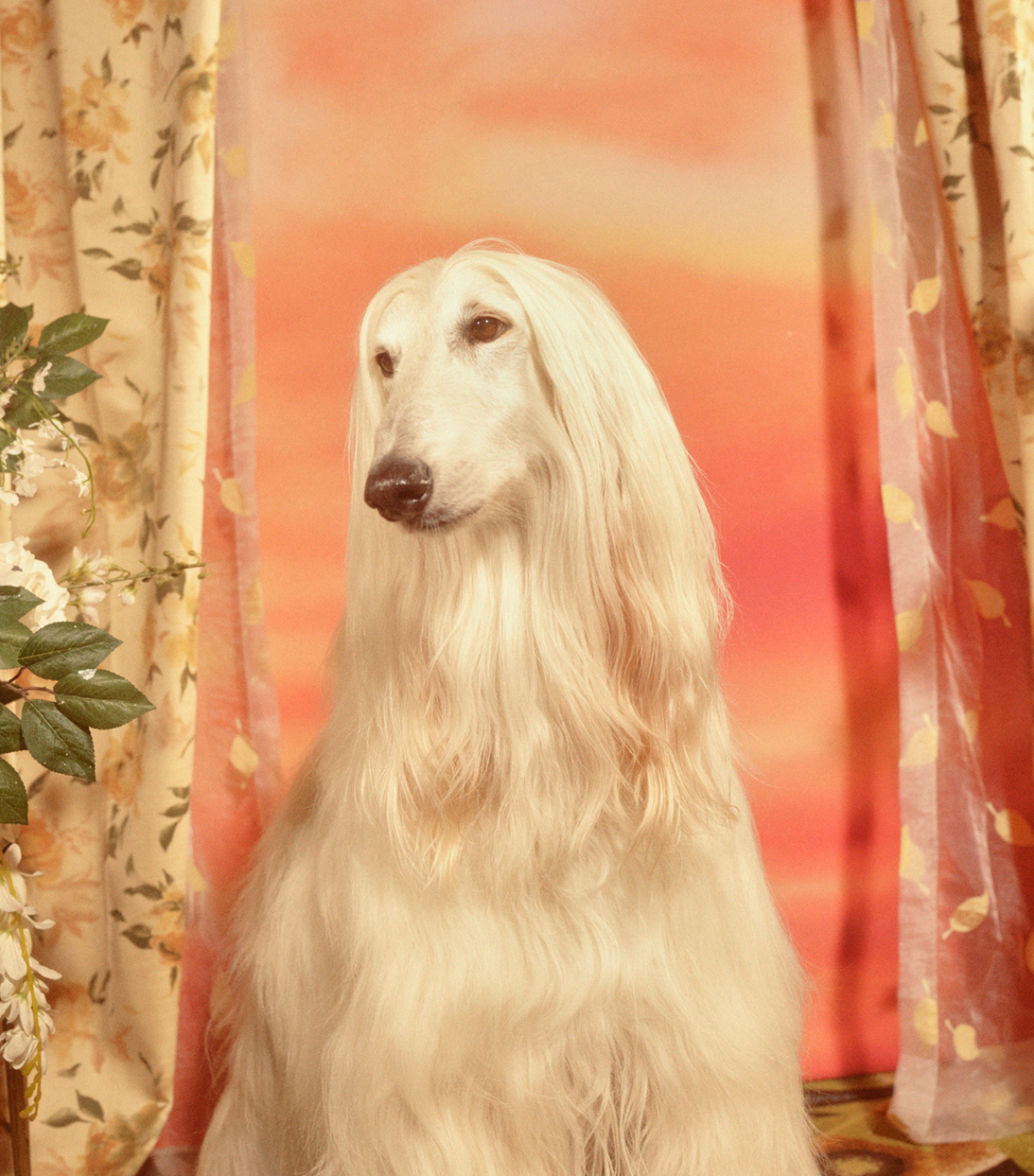 Meet the Dogs of Gucci's New Campaign | Who What Wear