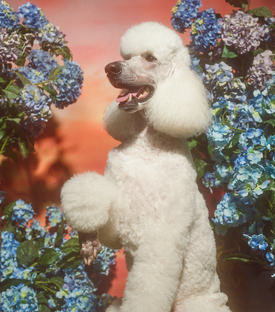 Gucci's 'Year of the Dog' campaign is here and it's fronted by