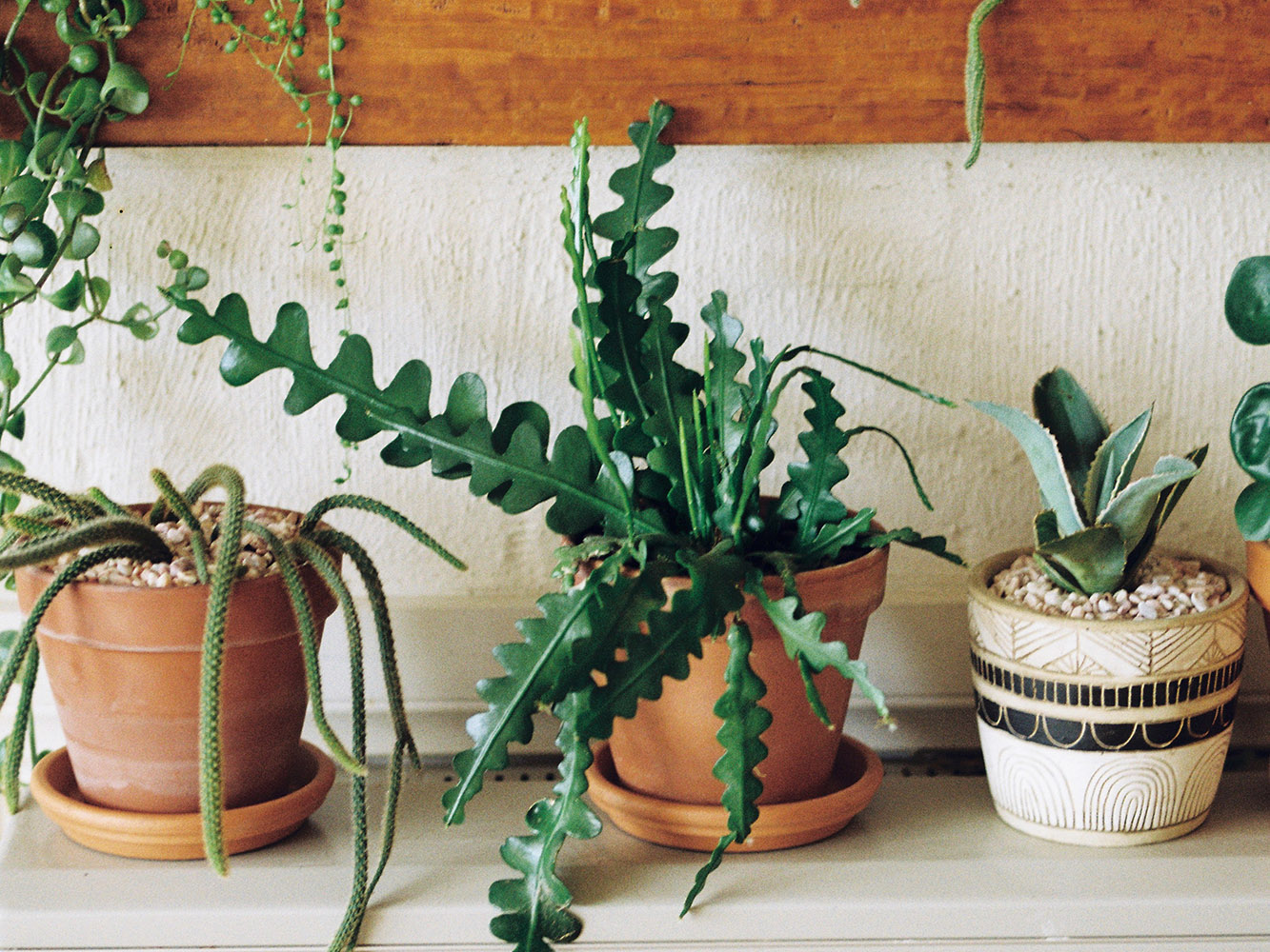 5 Plant Care Tips from an Expert
